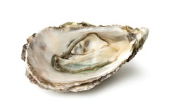 50PC HOLLOW ZEALAND N3 - OYSTERS