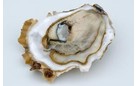 HOLLOW ZEALAND OYSTERS