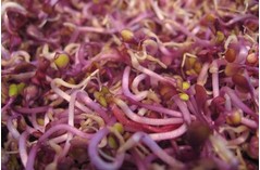 RED CABBAGE SPROUTS 100G FRESH E