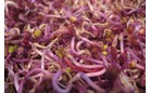 RED CABBAGE SPROUTS 100G FRESH E