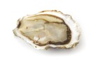 25PC OYSTERS ZEALAND 3/0 FLAT
