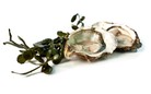 50PC HOLLOW ZEALAND N1 - OYSTERS