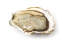 50ST OYSTERS ZEALAND 6/0 FLAT