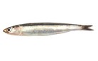 ANCHOVY FRZ 1KG