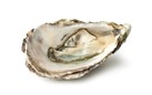 25PC HOLLOW ZEALAND N1 - OYSTERS